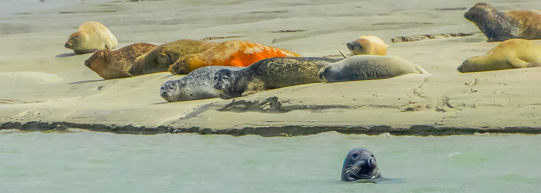 a la rencontre des phoques de la baie d authie a berck sur mer