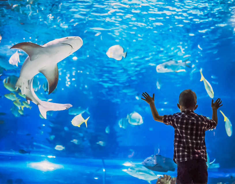 exploration de l ocean et de ses especes